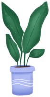 Leaf of a plant in flowerpot png