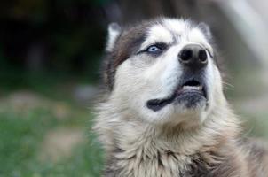 Arctic Malamute with blue eyes muzzle portrait close up. This is a fairly large dog native type photo