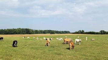 bruin koeien begrazing Aan groen weide Aan een zonnig dag. video