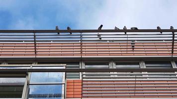 muchas palomas en la fachada de un edificio comercial en Alemania video