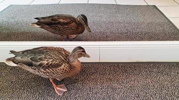 Beautiful female duck on a carpet in front of a mirror. video