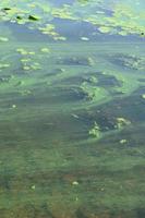 The surface of an old swamp covered with duckweed and lily leaves photo