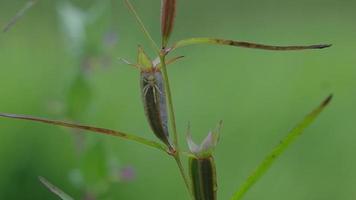 kleine Spinne auf einer vom Wind verwehten Pflanze video