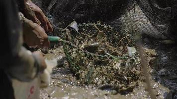 os agricultores estão colhendo peixes video