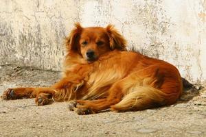 Dog on a walk in a city park in Israel. photo