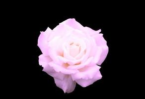 pink single rose photo