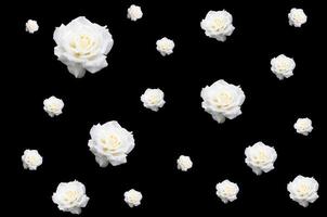rosas blancas sobre negro foto
