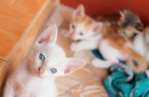 gatito de ojos azules foto