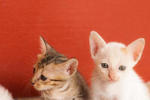 white and brown kitten photo