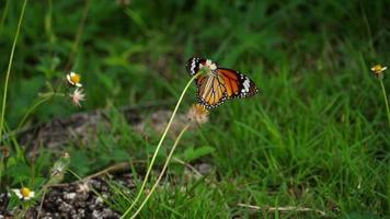 monark fjäril danaus plexippus på blomma video