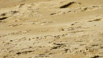 un crabe fantôme creusant du sable pour faire un trou sur la plage video