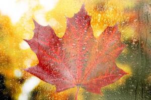 Rainy window, raindrops on the glass against the background of a colorful, red and yellow autumn maple leaf. Autumn october background. Soft blurred background. photo