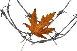 Lonely autumn maple leaf on barbed wire. Amnesty concept, jailbreak, long awaited letter. White isolated background. photo