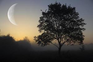 luna creciente y joven en una mañana nublada de otoño con un árbol solitario. amanecer de otoño. paisaje. foto