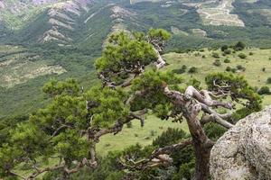 paisaje de montaña, árbol, pino de montaña torcido que crece en un acantilado. el concepto de resiliencia y supervivencia. foto