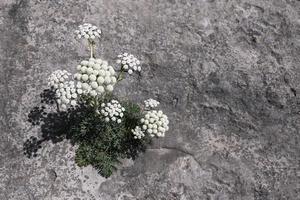 A lonely mountain flower with white buds growing on a gray stone sheer wall from a crevice. Background photo