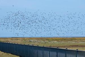 a large flock of birds photo