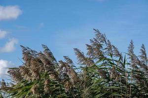 reeds in the water photo