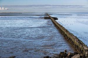 old wooden piles in the north sea at ebb tide photo