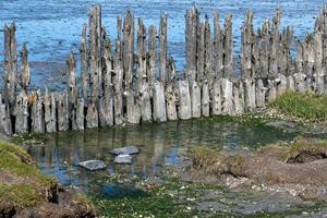 viejas pilas de madera en el mar del norte en marea baja foto