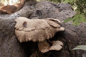 large tree mushrooms in autumn photo