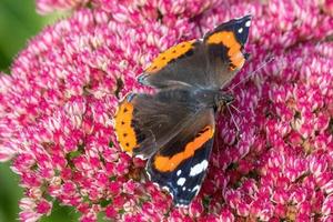 mariposa monarca en flor foto