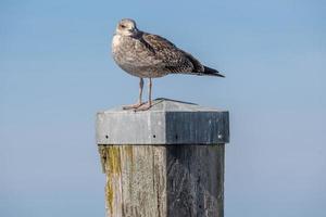 Seagull sitting on a pole in the sun photo