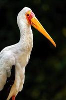 Yellow billed stork photo