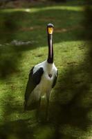 Saddle billed stork photo