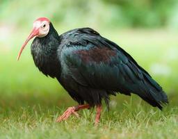 Portrait of Bald Ibis photo