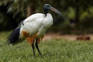 Sacred Ibis in grass photo