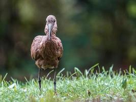 Hamerkop in grass photo