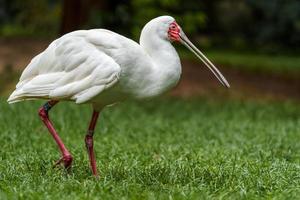 African Spoonbill in grass photo