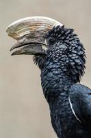 Silvery cheeked hornbill photo