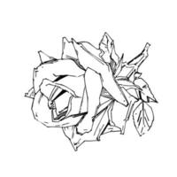 PrintHand drawn rose. Vector illustration. Vintage tattoo style rose. Flower motif sketch for design. Ink illustration isolated.