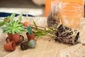 girl transplants nobile orchid flowers into a new pot. photo