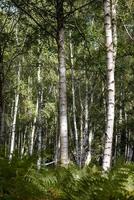 Silver Birch trees growing in woods near Arne in Dorset photo