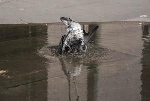 cazo de pájaro paloma sumergiéndose en aguas poco profundas. foto