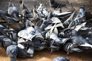 A group of hungry pigeon birds get feeding on the ground. photo