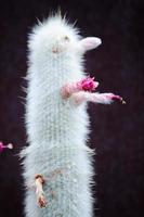 Silver torch or wooly torch with the beautiful pink flower. photo
