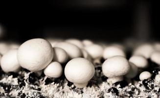 Selective focus of White button mushroom Agaricus bisporus photo