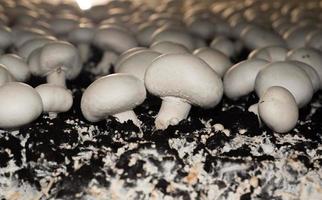 Selective focus of White button mushroom Agaricus bisporus photo