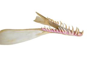 mandíbula de delfín con dientes de la colección de anatomía. foto
