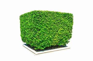 Hedges cut green tree in square shape on white background. photo