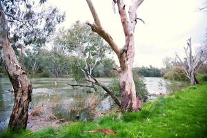 Tronco de árbol en el cauce del río Murray, Albury, Nueva Gales del Sur. foto