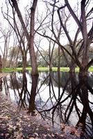 Leafless tree with reflections in Oddies creek park, Albury. photo