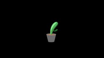 Animation of a cactus growing and flowering in a pot