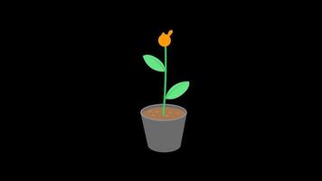 animación de una flor que crece y florece en una maceta video