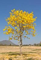 Yellow tabebuia flower against blue sky photo