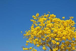 Flor de tabebuia amarilla contra el cielo azul foto